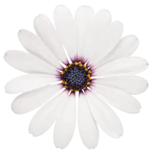 Osteospermum 'Dalina White'