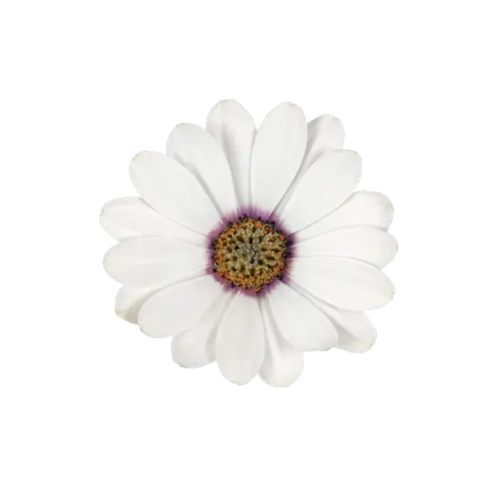 Osteospermum Dalina 'White'