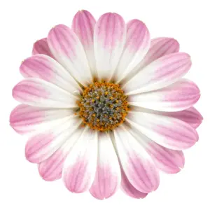 Osteospermum 'Dalina White Pink Blush'