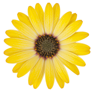 Osteospermum 'Dalina Yellow'