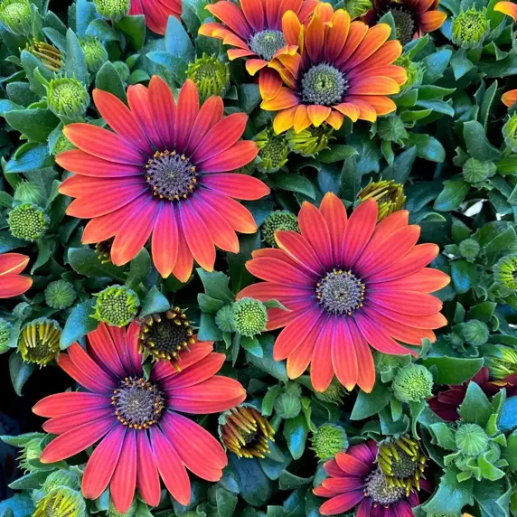 Osteospermum 'Flower Power Purple Sun' 10.5cm - image 2
