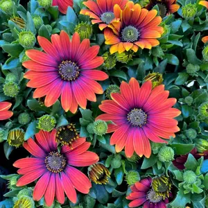 Osteospermum 'Flower Power Purple Sun' 10.5cm - image 2