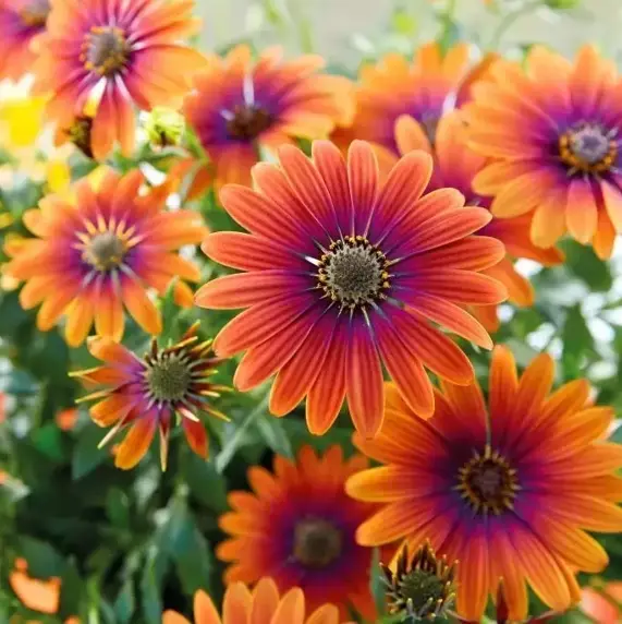Osteospermum 'Flower Power Purple Sun' 10.5cm - image 3