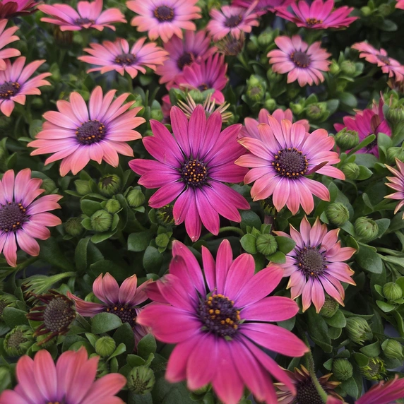 Osteospermum 'Fuchsia'