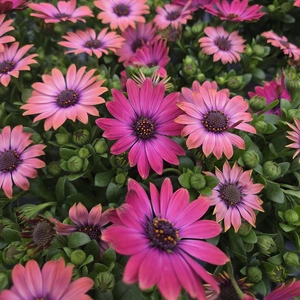 Osteospermum 'Fuchsia'