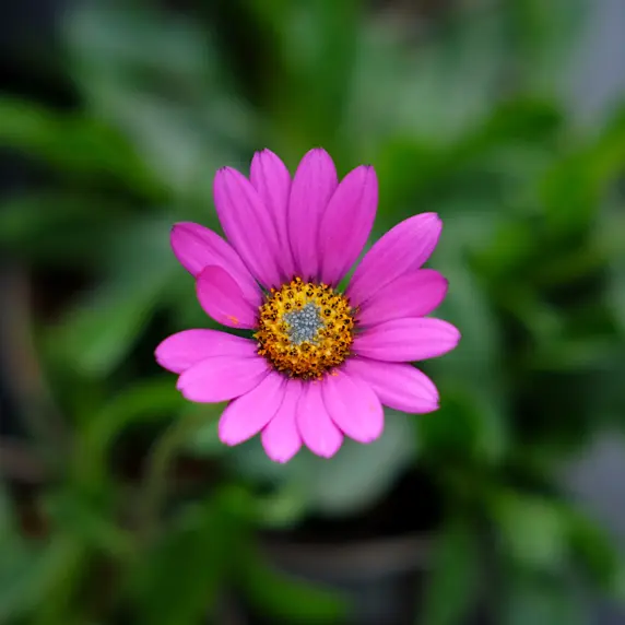 Osteospermum 'In The Pink'