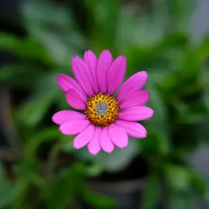 Osteospermum 'In The Pink'