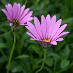 Picture - Kernock Park Plants