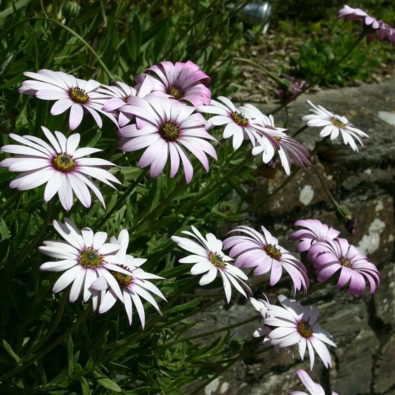 Picture - Kernock Park Plants