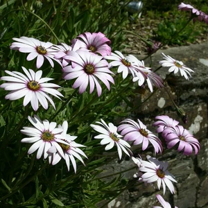 Picture - Kernock Park Plants