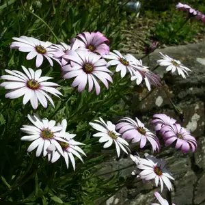 Osteospermum 'Lady Leitrim' 1L