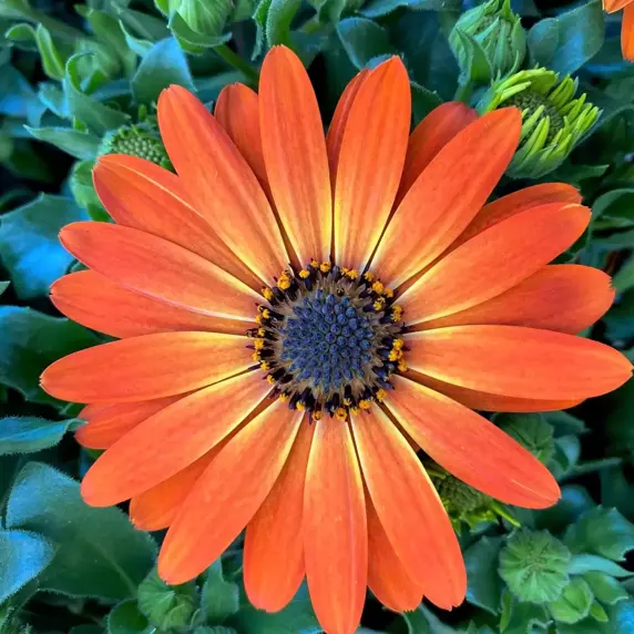 Osteospermum 'Orange' - image 1