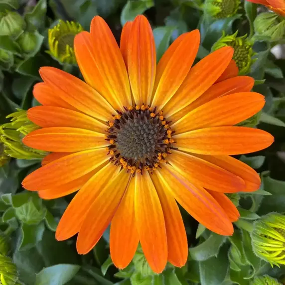 Osteospermum 'Orange' - image 2