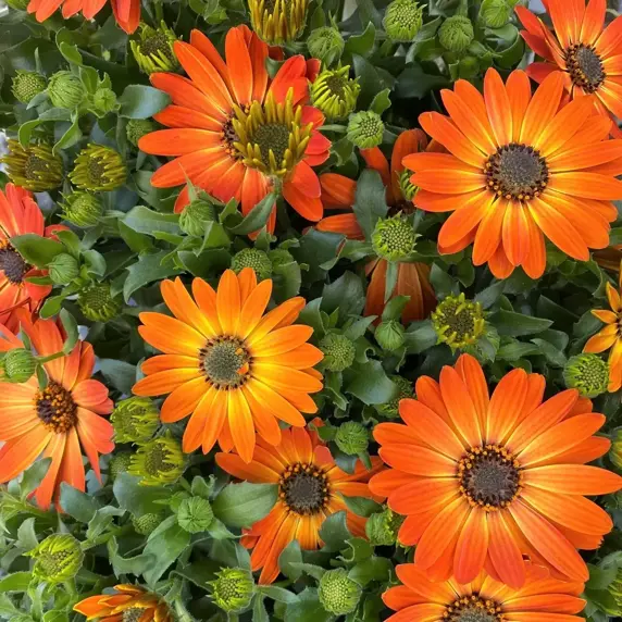 Osteospermum 'Orange' - image 3