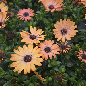 Osteospermum 'Orange Bright'