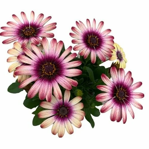 Osteospermum 'Picasso' - image 1