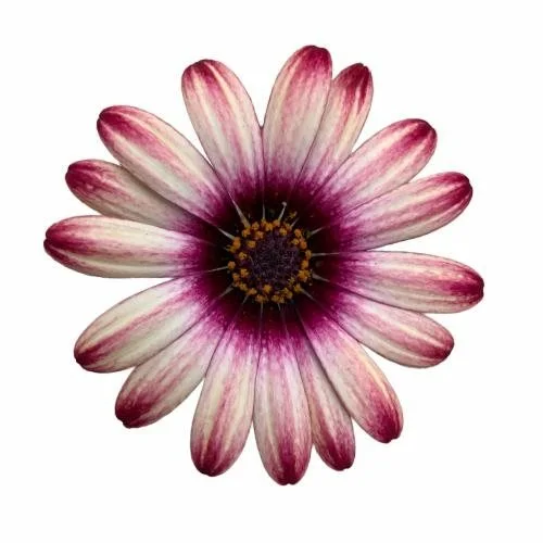 Osteospermum 'Picasso' - image 2