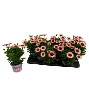 Osteospermum 'Picasso' - image 3