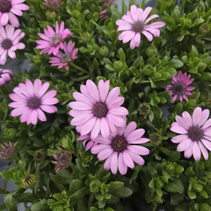 Osteospermum 'Pink'