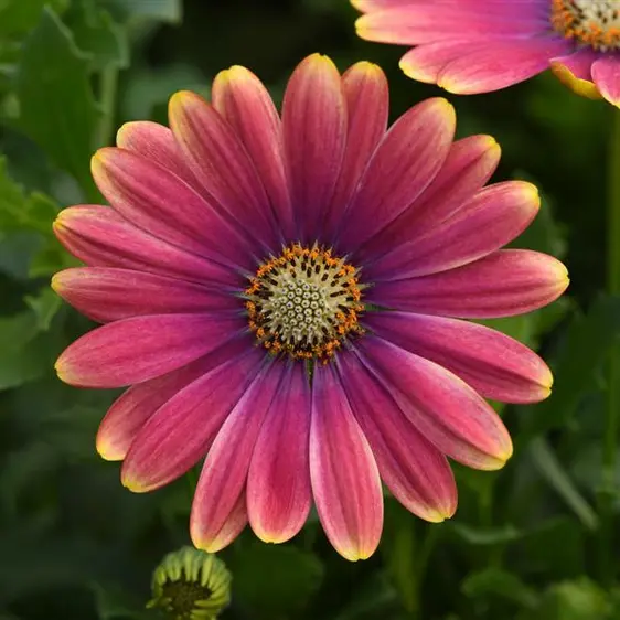 Osteospermum 'Pink Sun'