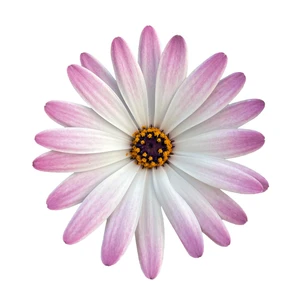 Picture - Selecta One