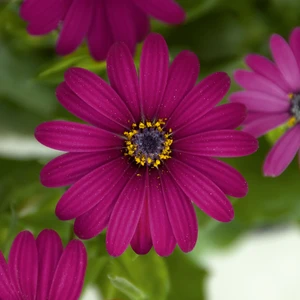 Picture - Selecta One