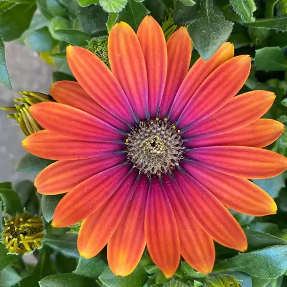 Osteospermum 'Purple Sun'® 10.5cm - image 1