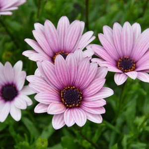 Image Credit: Kernock Park Plants Ltd.
