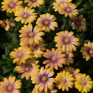 Osteospermum Serenity™ 'Pink Eye Beauty' - image 2