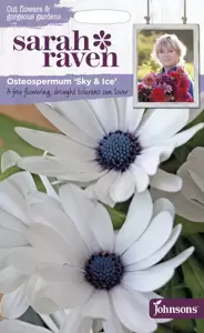 Osteospurmum Sky & Ice - image 1