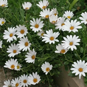 Picture - Kernock Park Plants
