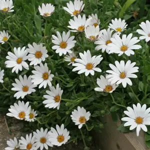Osteospermum 'Snow Pixie' 1L