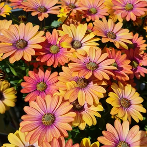Osteospermum 'Summer Sun' 1L - image 3