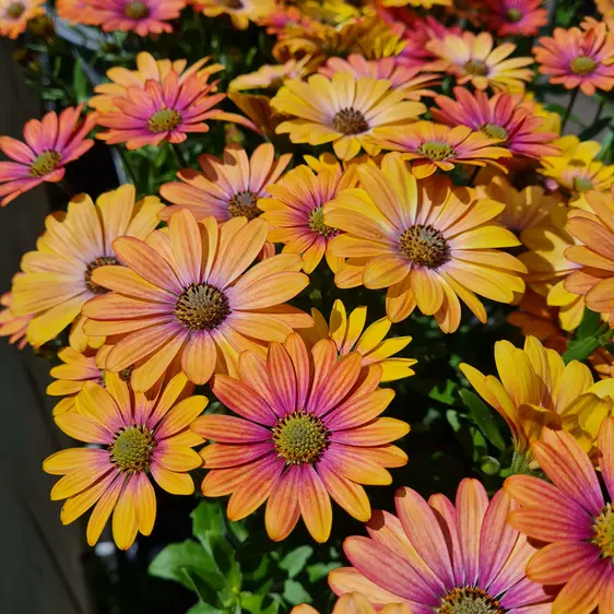 Osteospermum 'Summer Sun' 1L - image 1