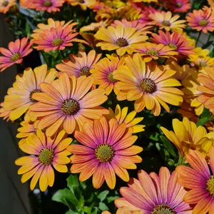 Osteospermum 'Summer Sun' 1L - image 1