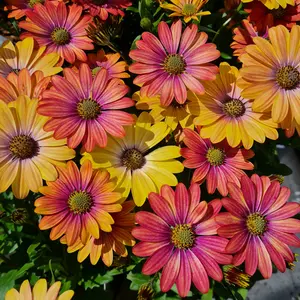 Osteospermum 'Summer Sun' 1L - image 2
