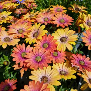 Osteospermum 'Summer Sun' 1L - image 4
