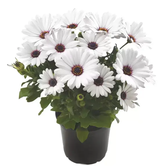 Osteospermum 'Sunny Ice' - image 3