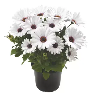 Osteospermum 'Sunny Ice' - image 3
