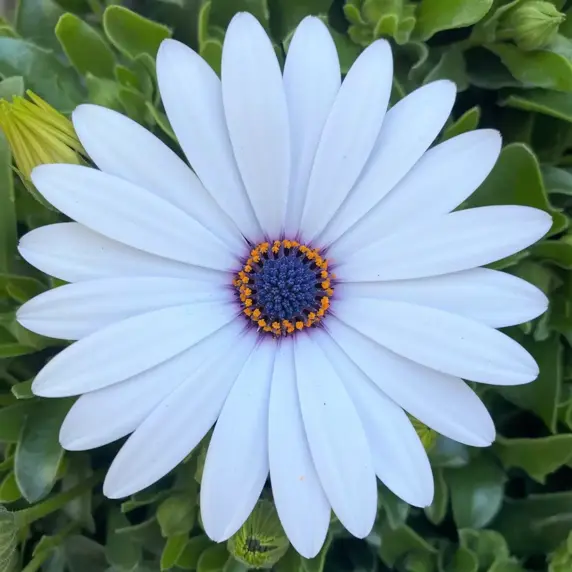 Osteospermum 'Sunny Ice' - image 1