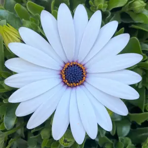 Osteospermum 'Sunny Ice' - image 1