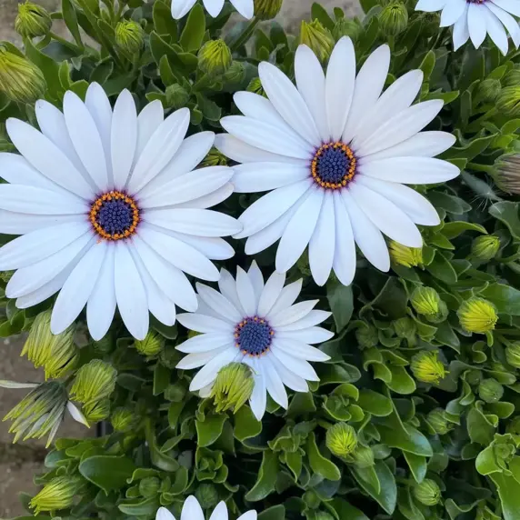 Osteospermum 'Sunny Ice' - image 2