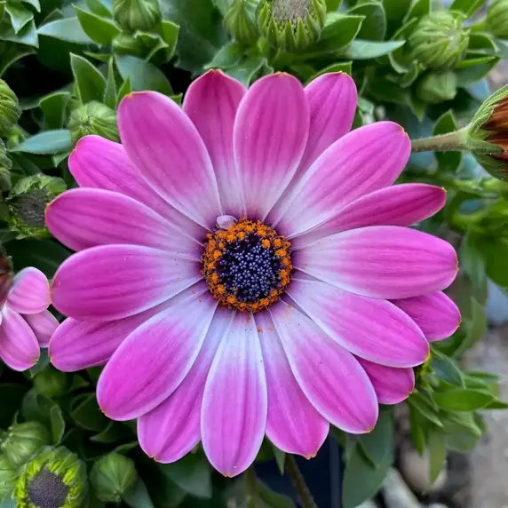 Osteospermum 'Sunny Light Pink'
