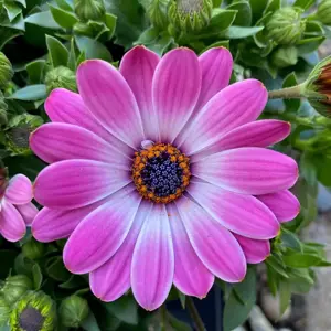 Osteospermum 'Sunny Light Pink'