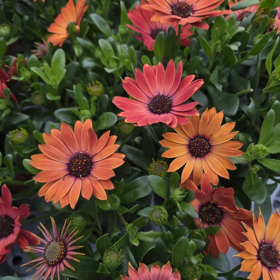 Osteospermum 'Terracotta'