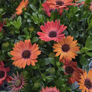 Osteospermum 'Terracotta'
