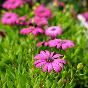 Osteospermum 'Tresco Purple' 1L - image 1