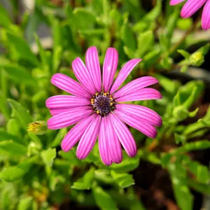 Osteospermum 'Tresco Purple' 1L - image 2