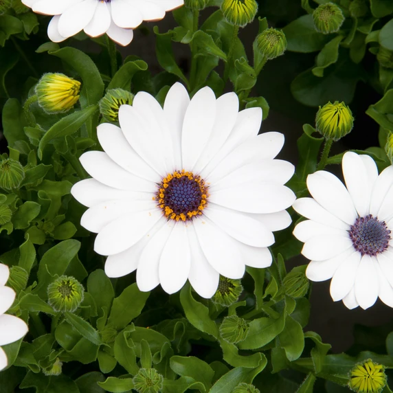 Picture - Selecta One