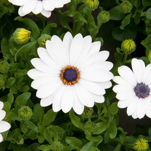 Picture - Selecta One